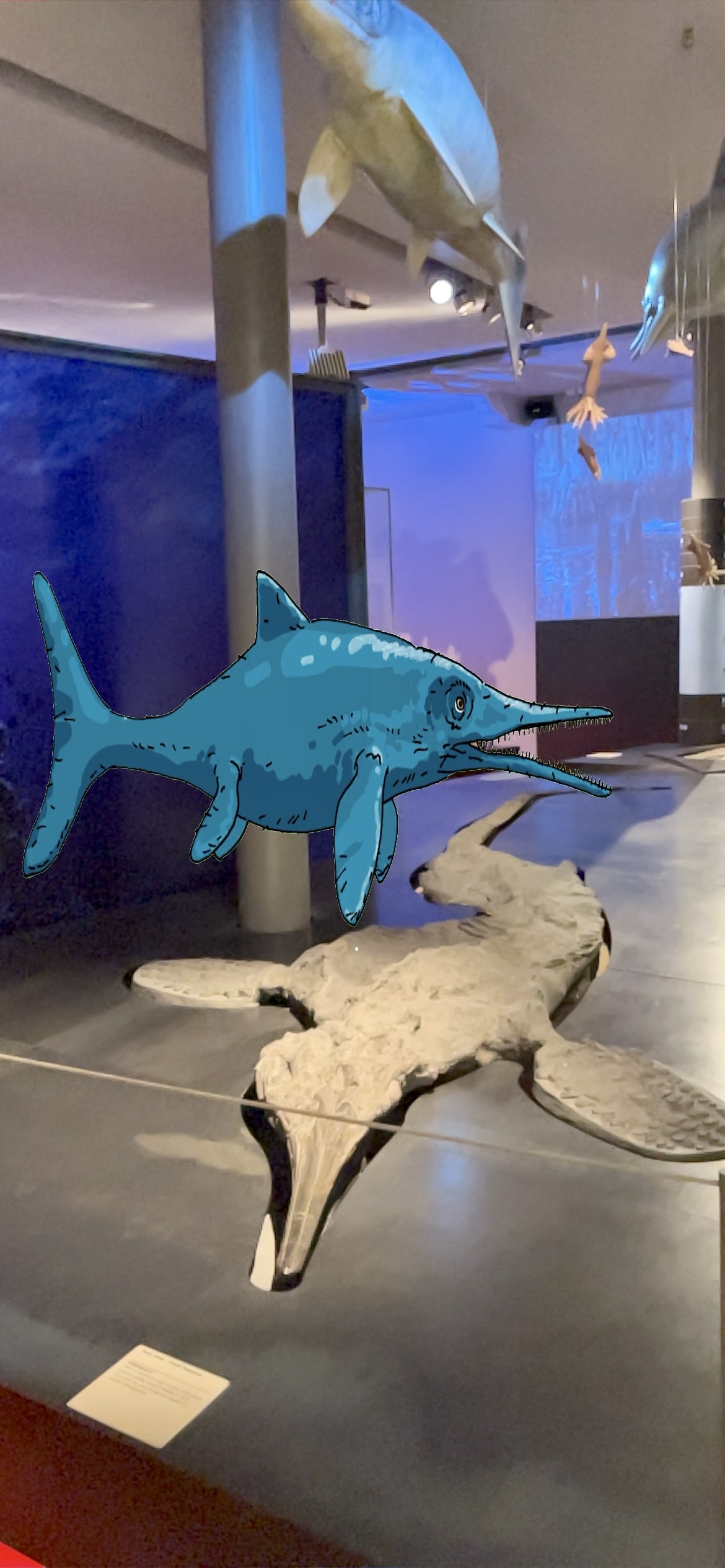 Augmented Reality Ichthyosaur is swimming above one of his ancient relatives. 