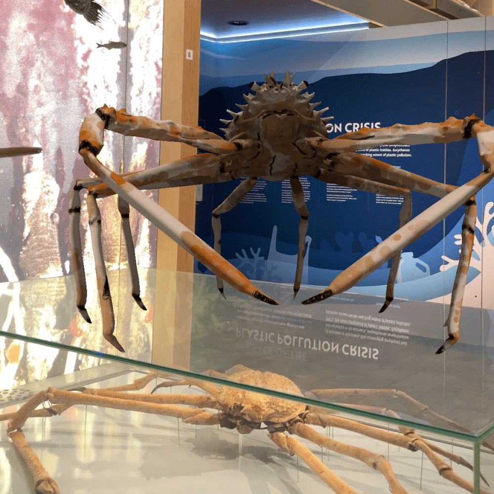 Picture of a giant AR spider crab (3d animated model) let loose in the Great North Museum: Hancock.