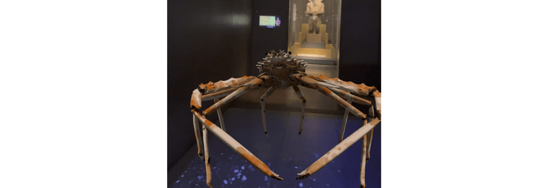 An AR Spider crab is creeping about in the Egyptian gallery.
