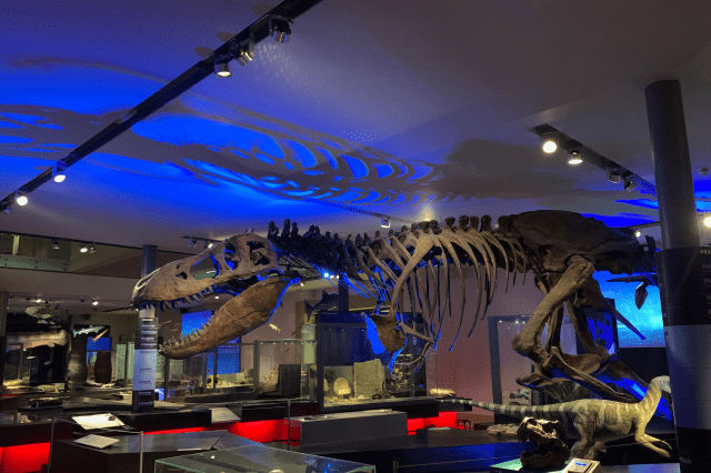 This is a picture of a T-Rex skeleton in the Great North Museum: Hancock